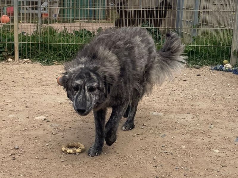 Chira - eine sanfte Begleiterin mit großem Herz sucht ihr Glück