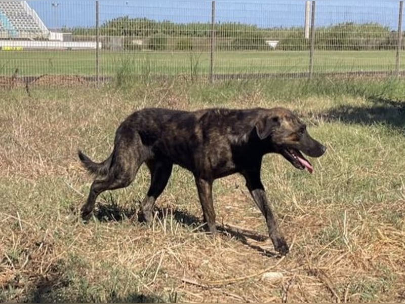 Amos – Wunderschöner, neugieriger Jungspund sucht seinen Platz im Leben