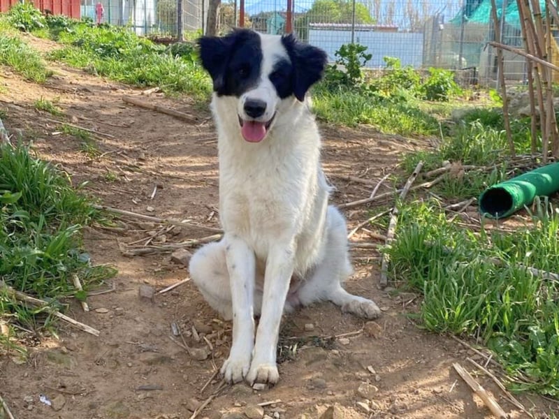 Paloma - sensible Hündin sucht ruhiges zu Hause für immer