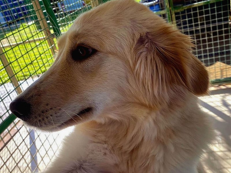 Rosa – wunderschön und sanft