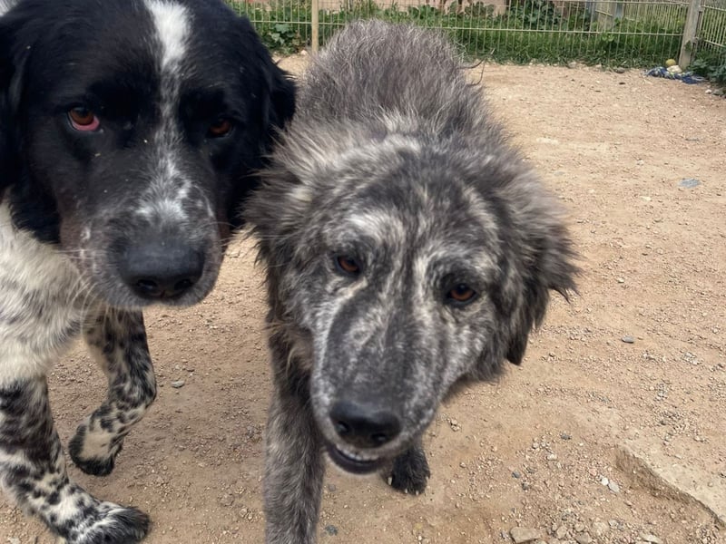 Chira - eine sanfte Begleiterin mit großem Herz sucht ihr Glück