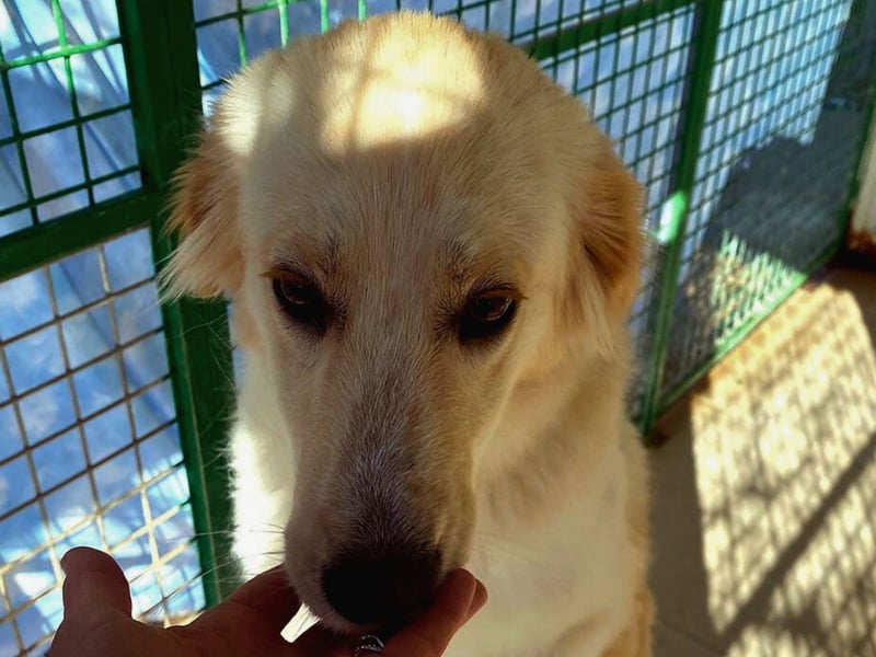 Rosa – wunderschön und sanft