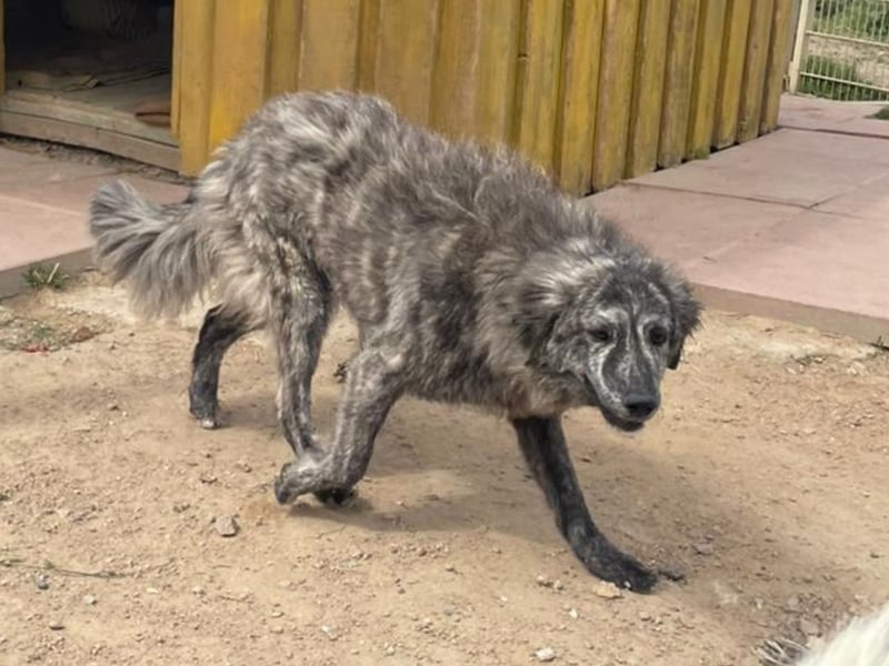 Chira - eine sanfte Begleiterin mit großem Herz sucht ihr Glück