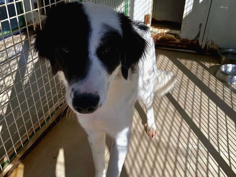 Paloma - sensible Hündin sucht ruhiges zu Hause für immer