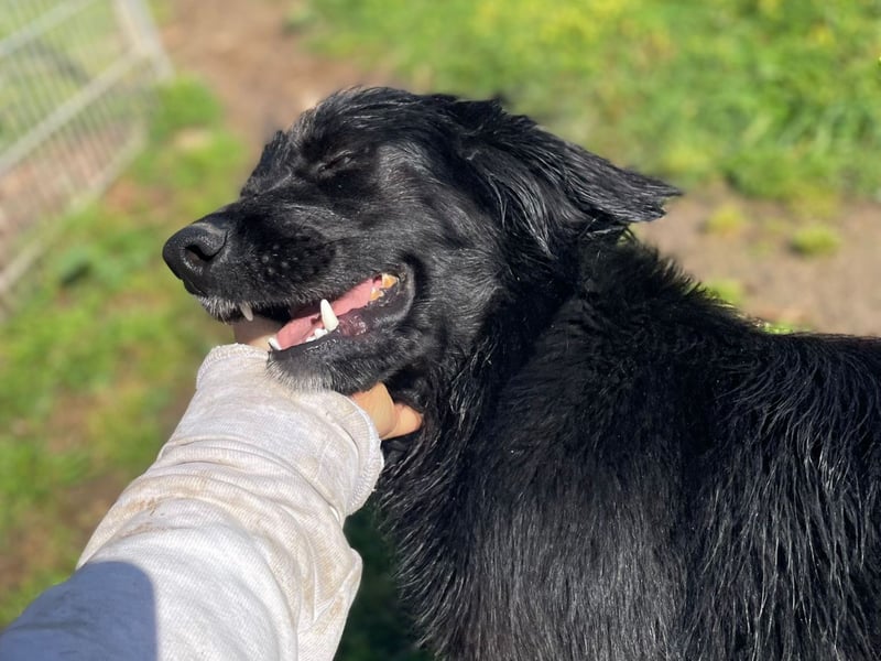 Carolina - ein Herz auf vier Pfoten!