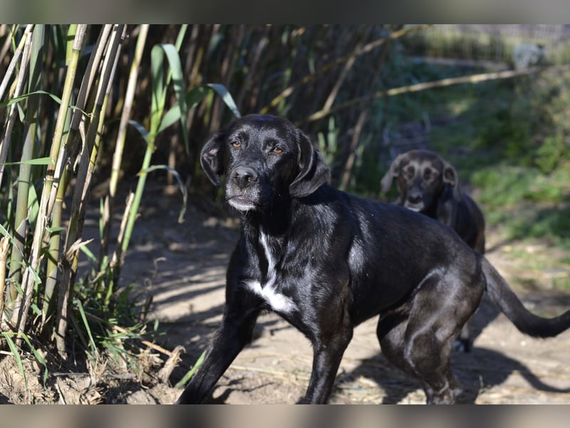 Daphne - Sonnenschein auf vier Pfoten sucht ihr Körbchen
