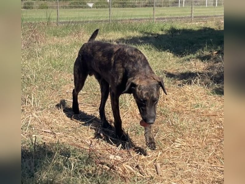 Amos – Wunderschöner, neugieriger Jungspund sucht seinen Platz im Leben
