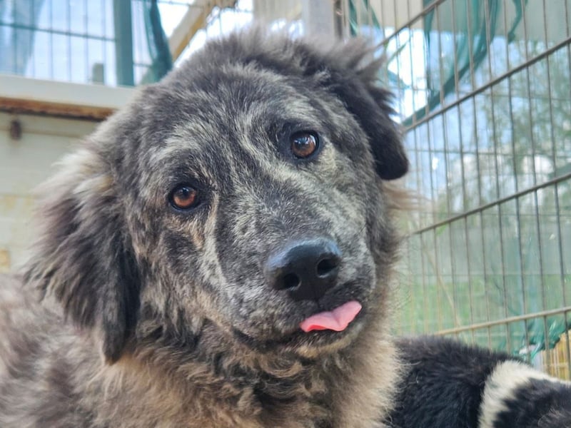 Chira - eine sanfte Begleiterin mit großem Herz sucht ihr Glück