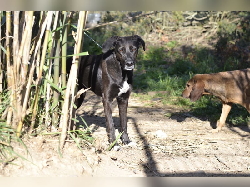 Trilly - Sonnenschein auf vier Pfoten sucht ihr Körbchen