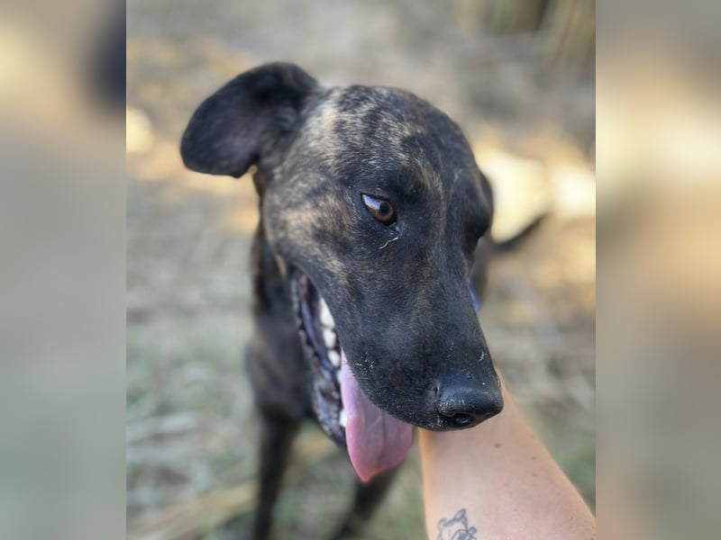 Amos – Wunderschöner, neugieriger Jungspund sucht seinen Platz im Leben