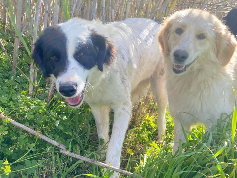 Paloma - sensible Hündin sucht ruhiges zu Hause für immer