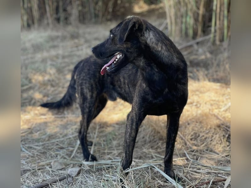 Amos – Wunderschöner, neugieriger Jungspund sucht seinen Platz im Leben