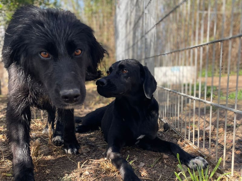 Carolina - ein Herz auf vier Pfoten!