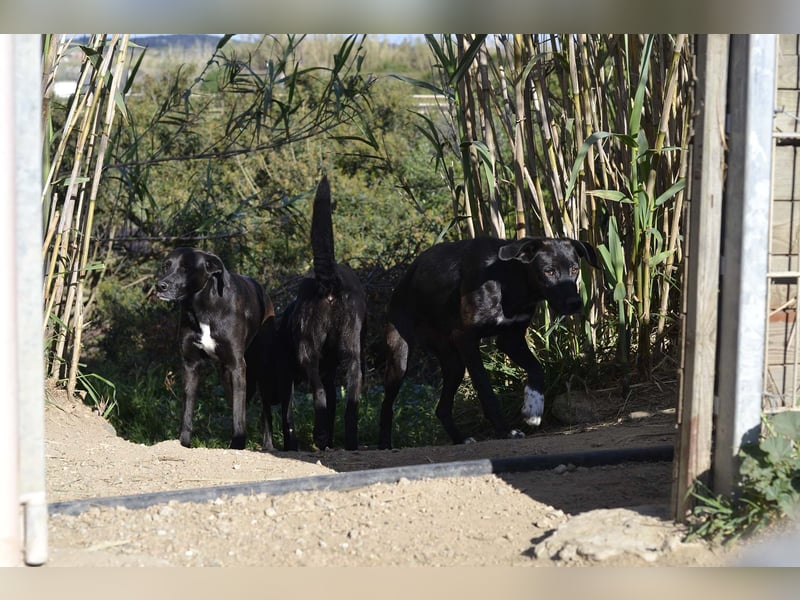Trilly - Sonnenschein auf vier Pfoten sucht ihr Körbchen