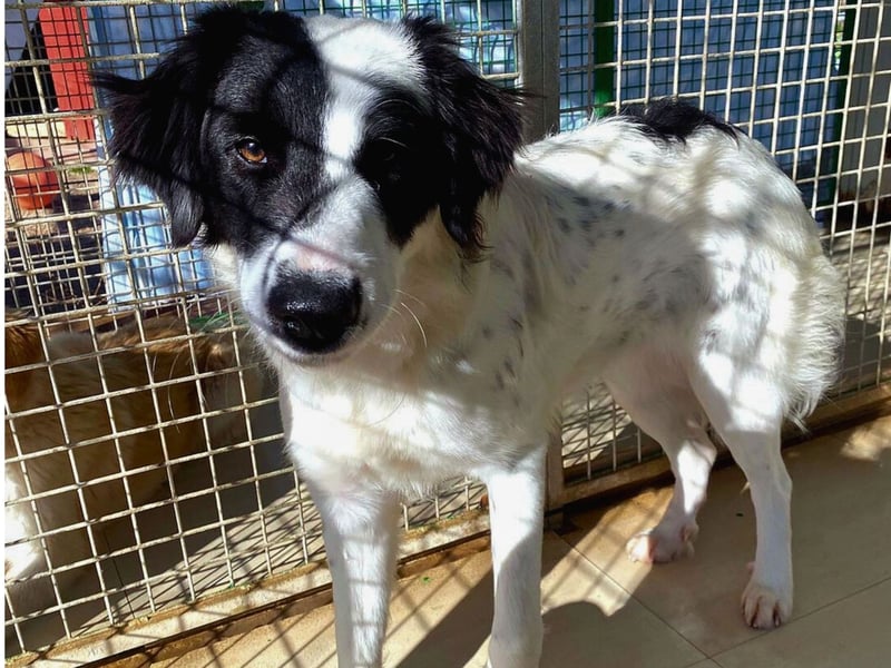 Paloma - sensible Hündin sucht ruhiges zu Hause für immer