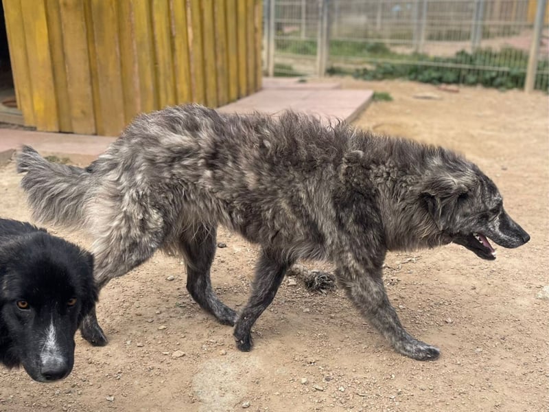 Chira - eine sanfte Begleiterin mit großem Herz sucht ihr Glück
