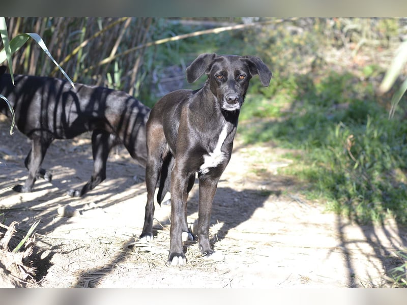 Trilly - Sonnenschein auf vier Pfoten sucht ihr Körbchen
