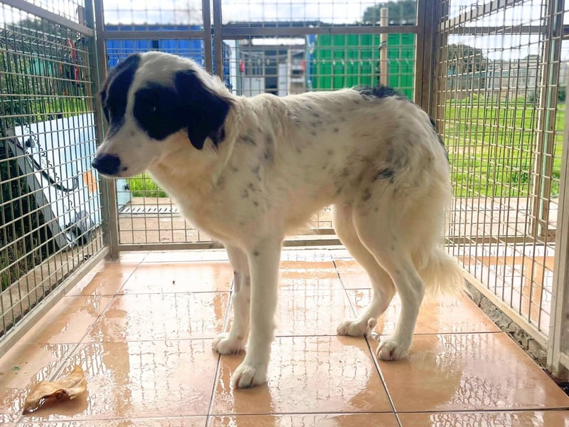 Paloma - sensible Hündin sucht ruhiges zu Hause für immer