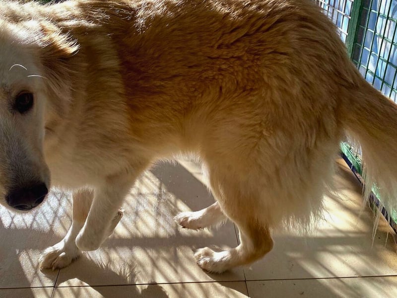 Rosa – wunderschön und sanft