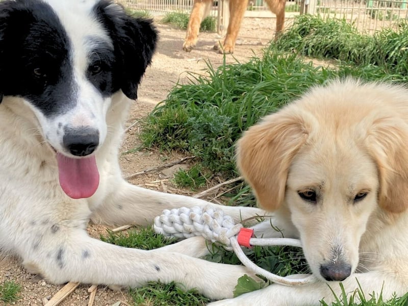 Paloma - sensible Hündin sucht ruhiges zu Hause für immer