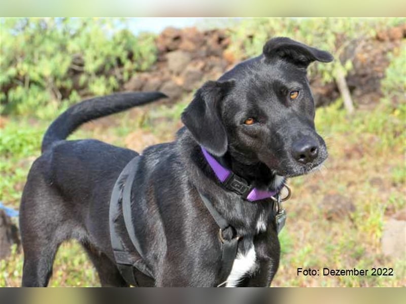 Milow (kastriert, geimpft, gechippt) sucht liebevolles Zuhause