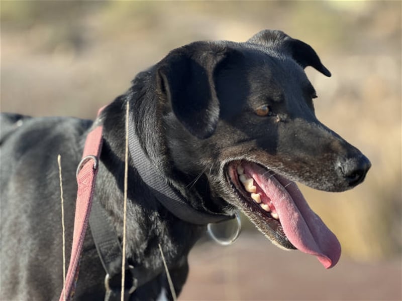 Milow (kastriert, geimpft, gechippt) sucht liebevolles Zuhause