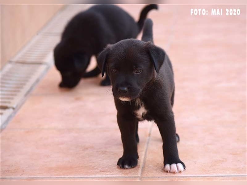 Milow (kastriert, geimpft, gechippt) sucht liebevolles Zuhause