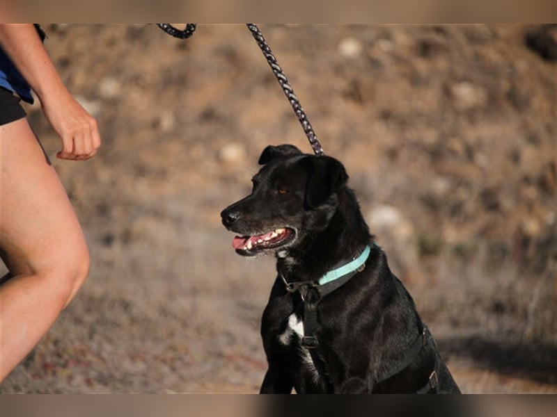 Milow (kastriert, geimpft, gechippt) sucht liebevolles Zuhause