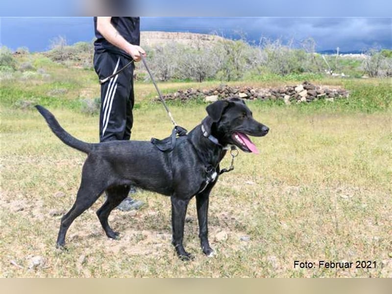 Milow (kastriert, geimpft, gechippt) sucht liebevolles Zuhause