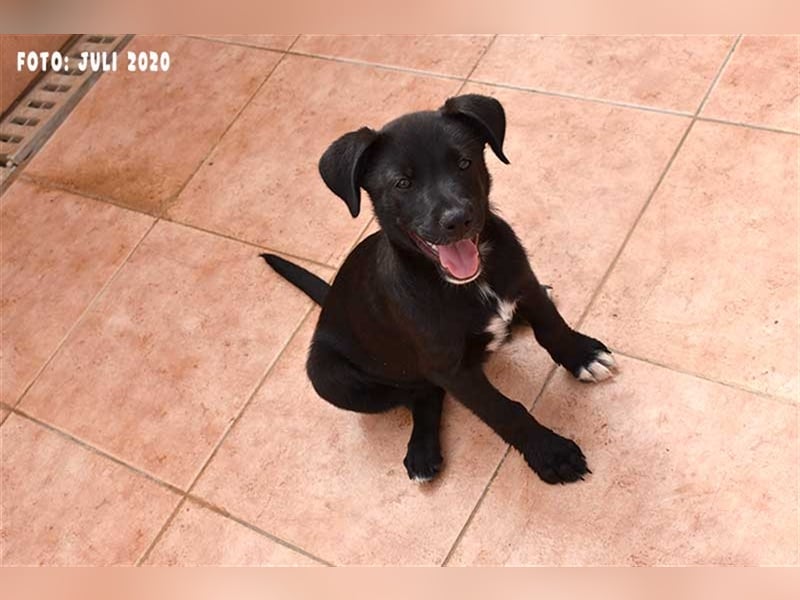 Milow (kastriert, geimpft, gechippt) sucht liebevolles Zuhause