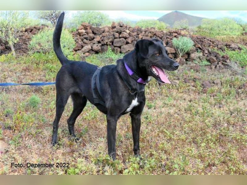 Milow (kastriert, geimpft, gechippt) sucht liebevolles Zuhause