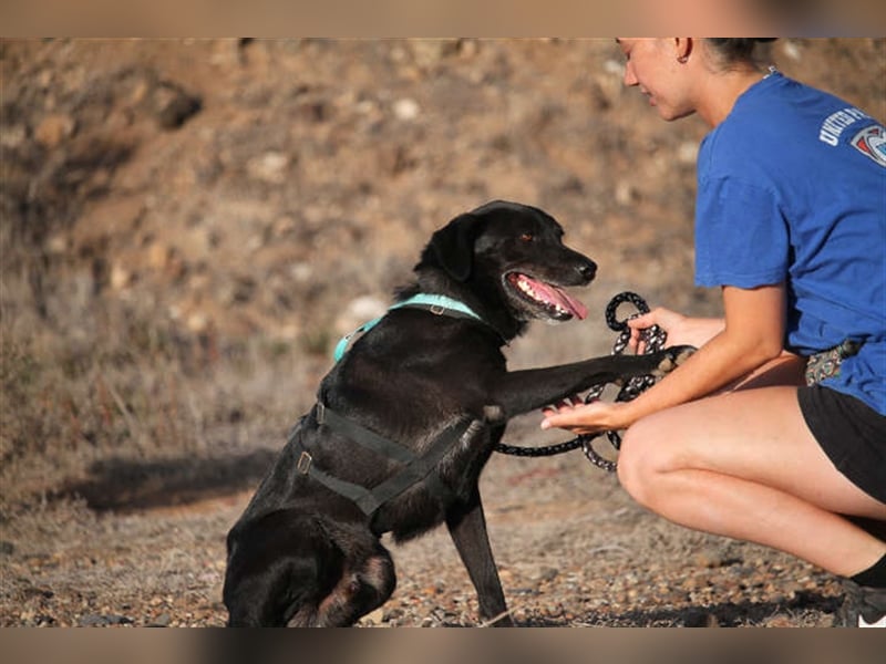 Milow (kastriert, geimpft, gechippt) sucht liebevolles Zuhause
