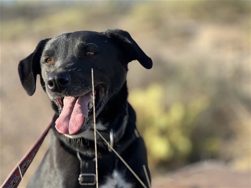 Milow (kastriert, geimpft, gechippt) sucht liebevolles Zuhause