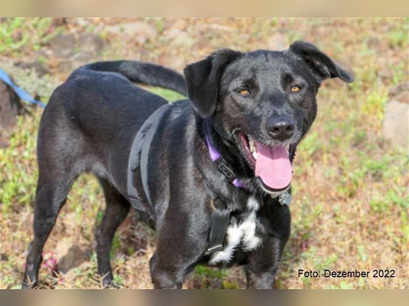 Milow (kastriert, geimpft, gechippt) sucht liebevolles Zuhause