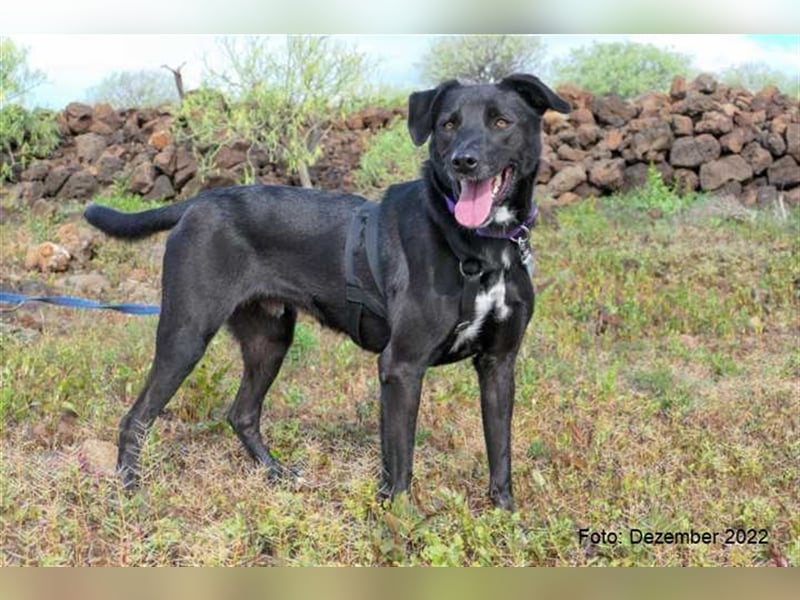 Milow (kastriert, geimpft, gechippt) sucht liebevolles Zuhause