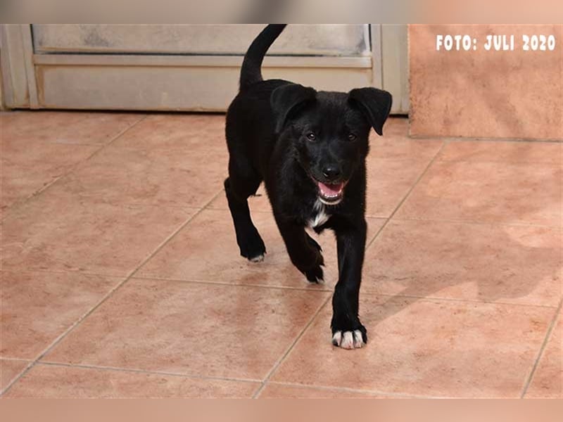 Milow (kastriert, geimpft, gechippt) sucht liebevolles Zuhause