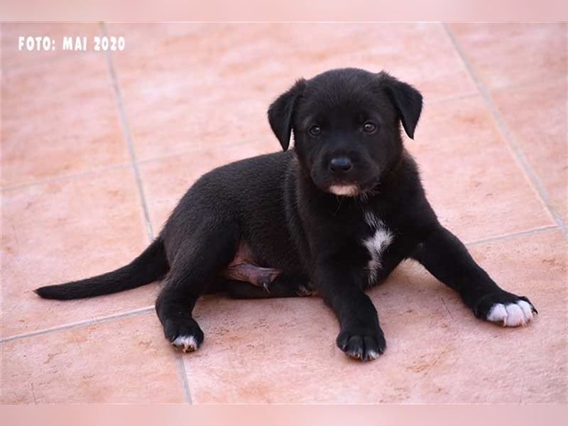 Milow (kastriert, geimpft, gechippt) sucht liebevolles Zuhause