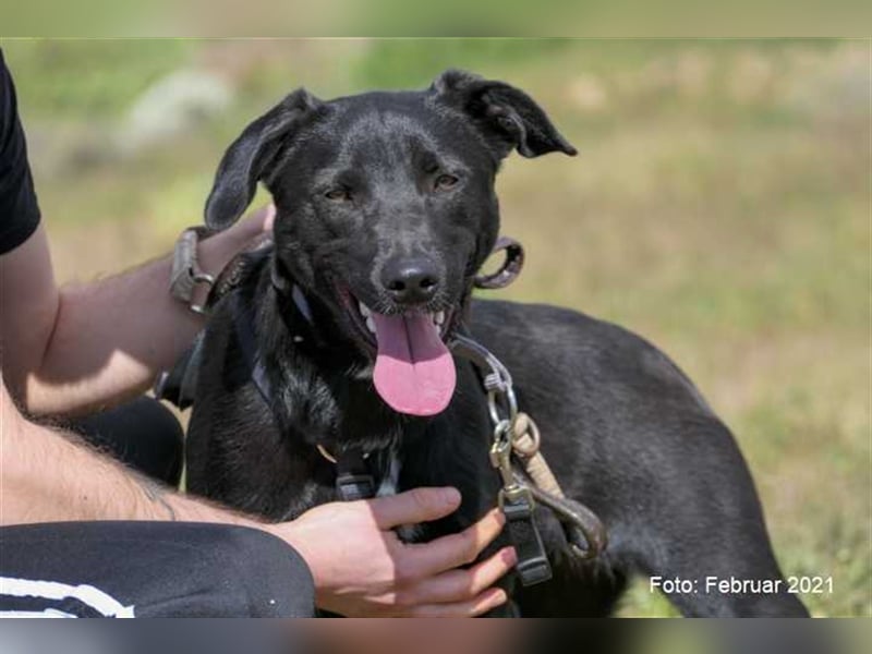 Milow (kastriert, geimpft, gechippt) sucht liebevolles Zuhause