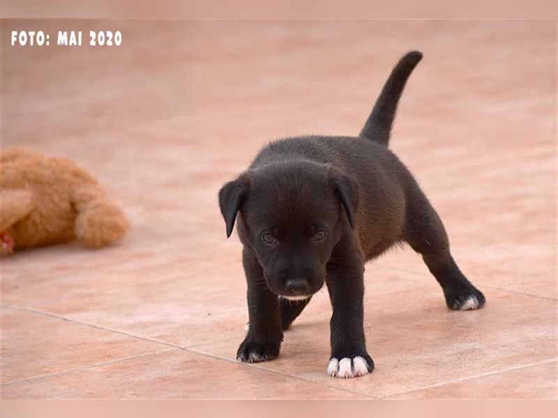 Milow (kastriert, geimpft, gechippt) sucht liebevolles Zuhause