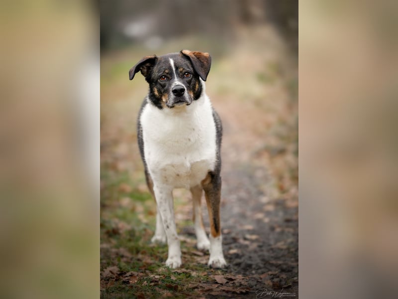 Kyra- lebensfrohe Hündin wartet bei Köln