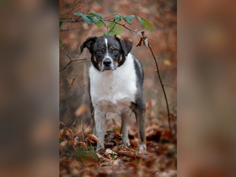 Kyra- lebensfrohe Hündin wartet bei Köln