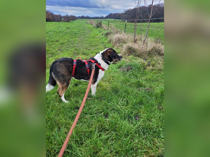 Kyra: liebe Hündin wartet in 50127 Bergheim