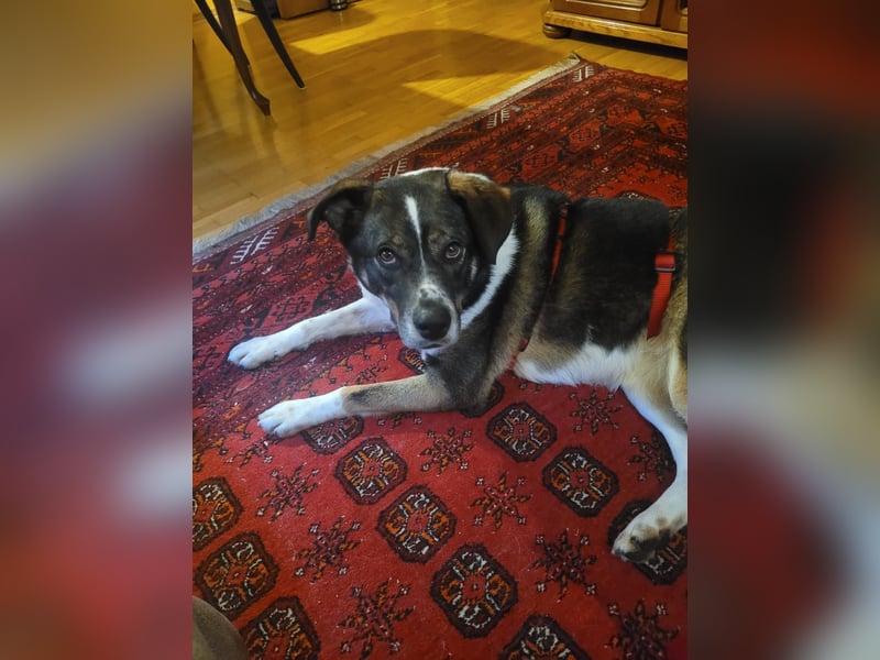 Kyra: liebe Hündin wartet in 50127 Bergheim