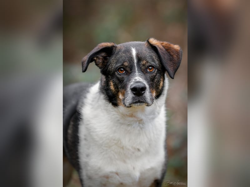 Kyra- lebensfrohe Hündin wartet bei Köln