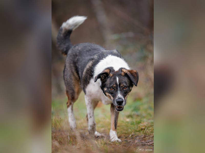 Kyra- lebensfrohe Hündin wartet bei Köln