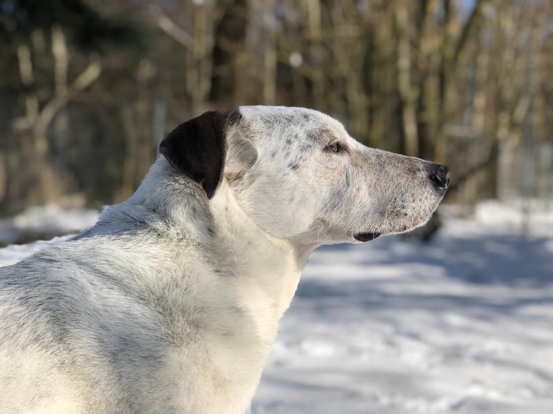 Ayla wartet in 50127 Bergheim
