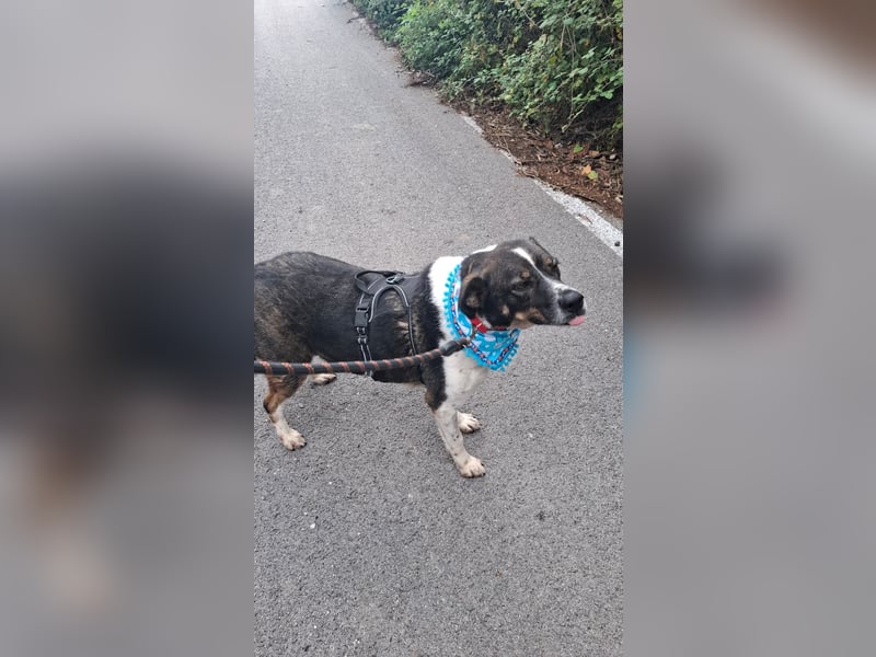 Kyra: liebe Hündin wartet in 50127 Bergheim