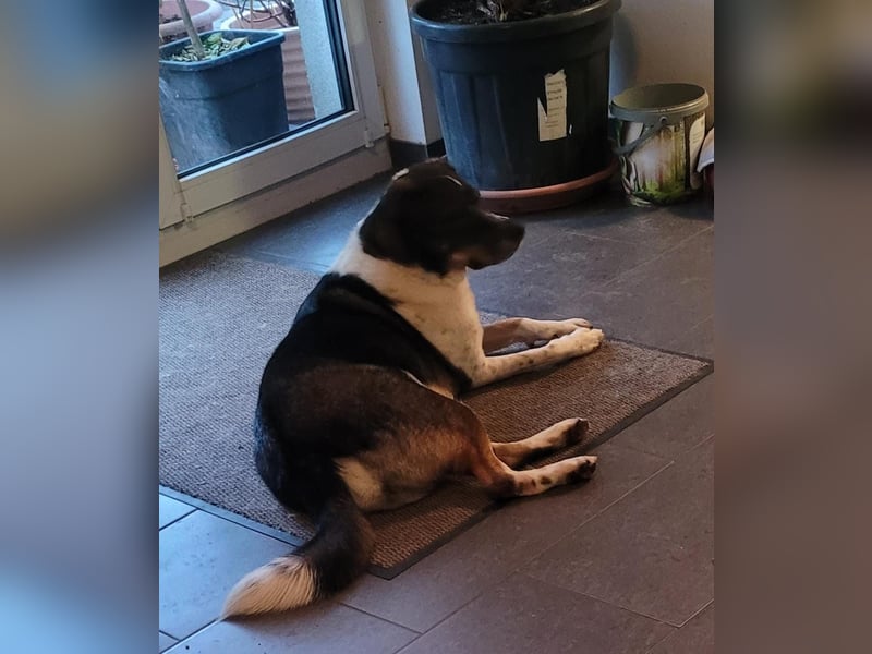 Kyra: liebe Hündin wartet in 50127 Bergheim