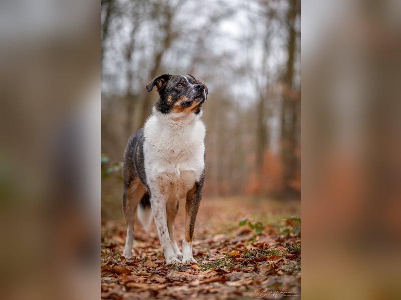 Kyra- lebensfrohe Hündin wartet bei Köln