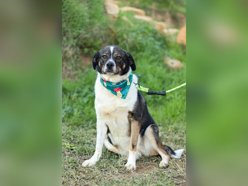 Kyra: liebe Hündin wartet in 50127 Bergheim